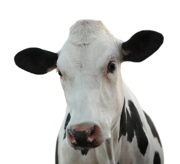 Jolie Vache Sur Fond Blanc Vue Rapprochée Élevage — Photo