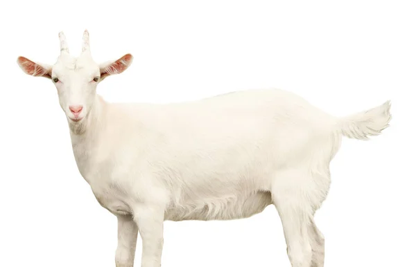 白色背景的山羊很可爱 畜牧业 — 图库照片