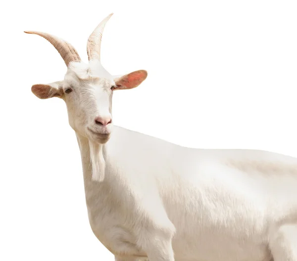 Cute Goat White Background Animal Husbandry — Stock Photo, Image