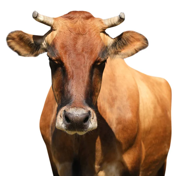 Niedliche Braune Kuh Auf Weißem Hintergrund Nahaufnahme Tierhaltung — Stockfoto