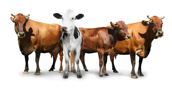 Niedliche Kühe Auf Weißem Hintergrund Tierhaltung — Stockfoto
