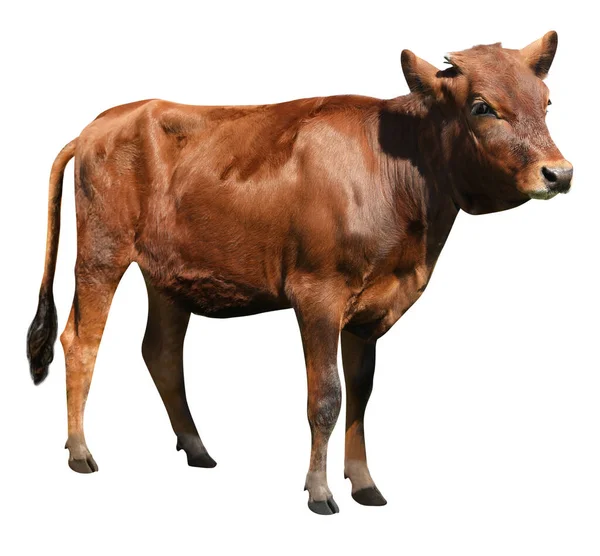 白色背景上可爱的褐色小牛犊 畜牧业 — 图库照片