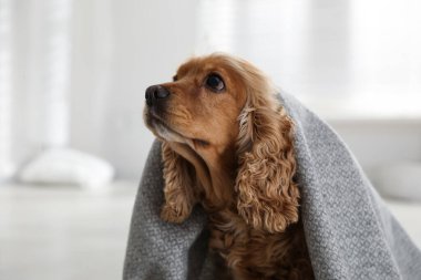 Şirin İngiliz cocker spaniel köpeği, gri ekoseli kapalı mekanlı.
