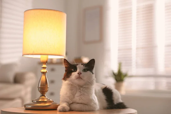 Милая Кошка Лежит Столе Возле Лампы Дома — стоковое фото