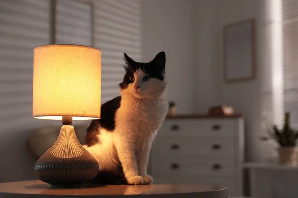 Милая Кошка Сидит Столе Возле Лампы Дома — стоковое фото