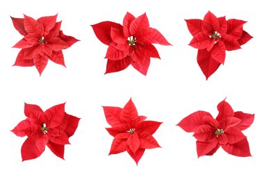 Beyaz arkaplandaki noktalar kümesi. Üst Manzara. Geleneksel Noel çiçeği