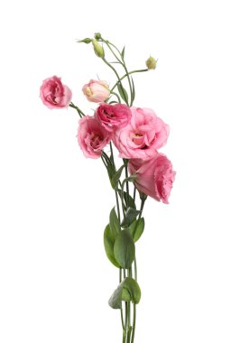 Güzel taze Eustoma çiçekleri beyazın üzerinde izole.