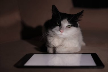 Evdeki kanepede tabletin yanında sevimli bir kedi var.