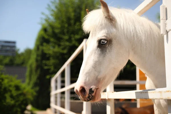 晴れた日にパドックで白い馬 美しいペット — ストック写真