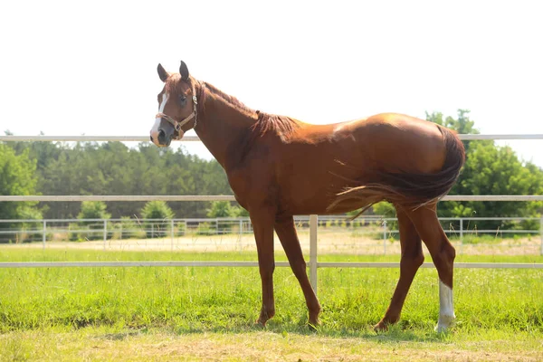 Cheval Châtaignier Dans Paddock Par Une Journée Ensoleillée Bel Animal — Photo