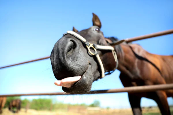 Cavalo Escuro Cerca Livre Dia Ensolarado Close Belo Animal Estimação — Fotografia de Stock