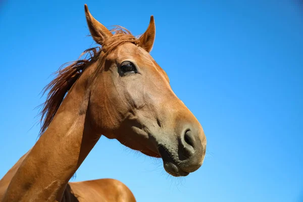 Cavalo Castanho Livre Dia Ensolarado Close Belo Animal Estimação — Fotografia de Stock