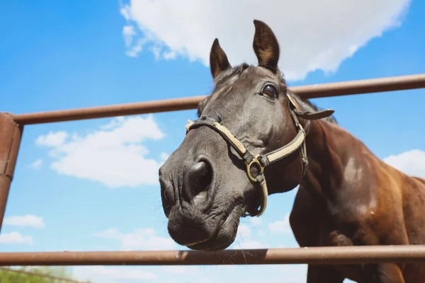 Cavalo Castanho Cerca Livre Dia Ensolarado Close Belo Animal Estimação — Fotografia de Stock