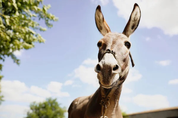 Cute Funny Donkey Outdoors Sunny Day Beautiful Pet — Stock Photo, Image