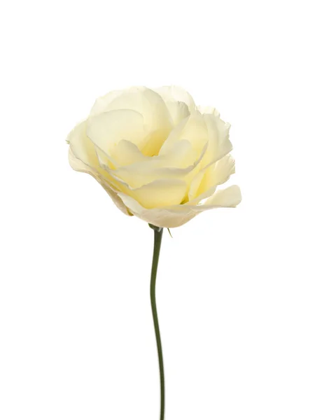 Hermosa Flor Fresca Eustoma Aislada Blanco — Foto de Stock