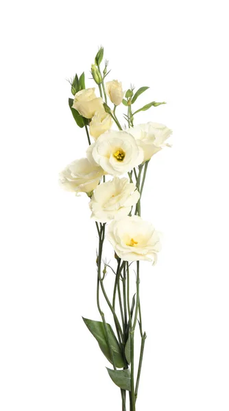 Vackra Färska Eustoma Blommor Isolerade Vitt — Stockfoto