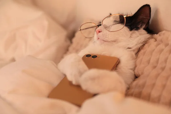 かわいい猫とともにメガネとスマートフォンは自宅でベッドで寝る — ストック写真