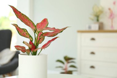 Beautiful houseplant on table in room, space for text clipart