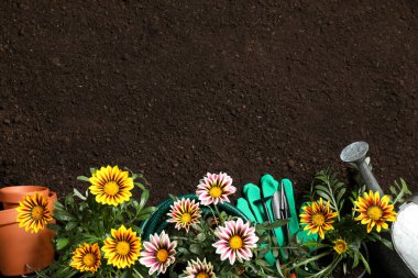 Bahçecilik ekipmanları ve çiçeklerle toprak üzerinde düz bir kompozisyon, metin için boşluk