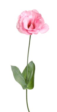 Güzel, taze Eustoma çiçeği beyaza izole edilmiş.