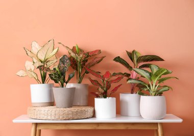 Different houseplants on table near orange coral wall clipart