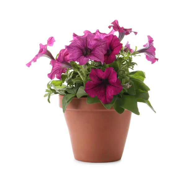 Beautiful Petunia Flowers Plant Pot Isolated White — Stock Photo, Image