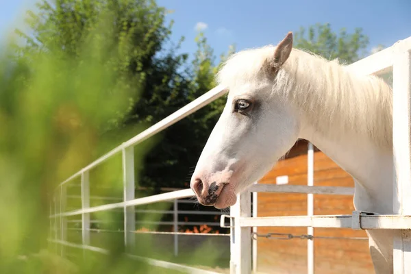 Λευκό Άλογο Στο Paddock Την Ηλιόλουστη Μέρα Όμορφο Κατοικίδιο Ζώο — Φωτογραφία Αρχείου