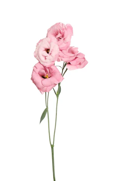 Hermosas Flores Frescas Eustoma Aisladas Blanco — Foto de Stock