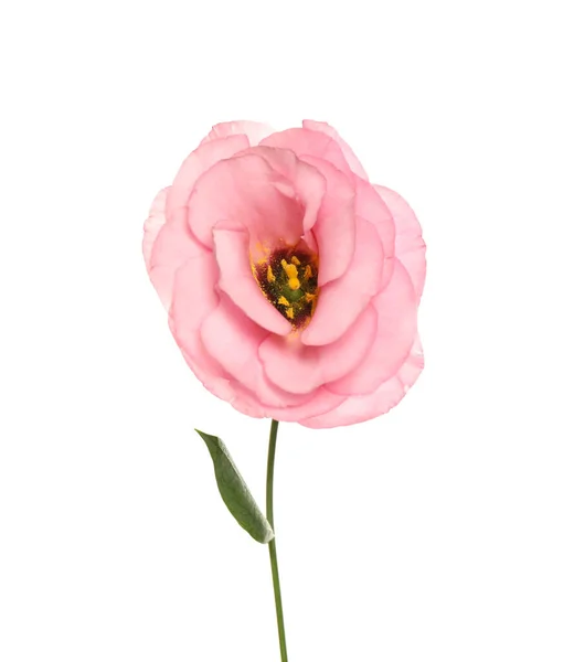 Vacker Fräsch Eustoma Blomma Isolerad Vit — Stockfoto