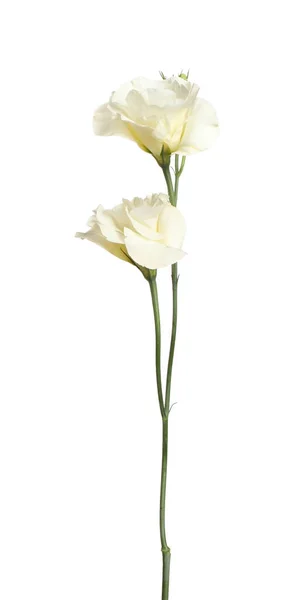 Hermosas Flores Frescas Eustoma Aisladas Blanco — Foto de Stock