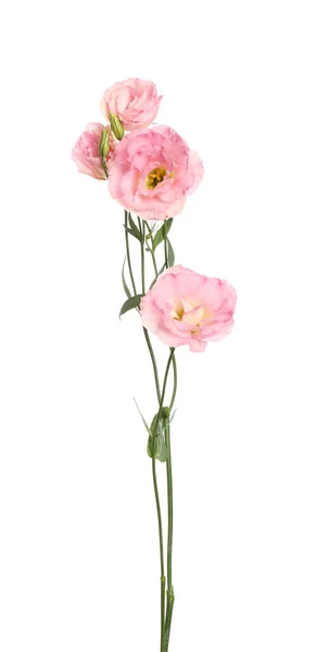 Hermosas Flores Rosa Eustoma Aisladas Blanco — Foto de Stock