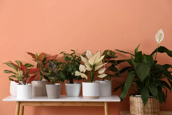 Berbagai Tanaman Rumah Tangga Atas Meja Dekat Dinding Karang Oranye — Stok Foto