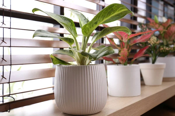Beautiful Houseplants Wooden Window Sill Indoors — Stock Photo, Image