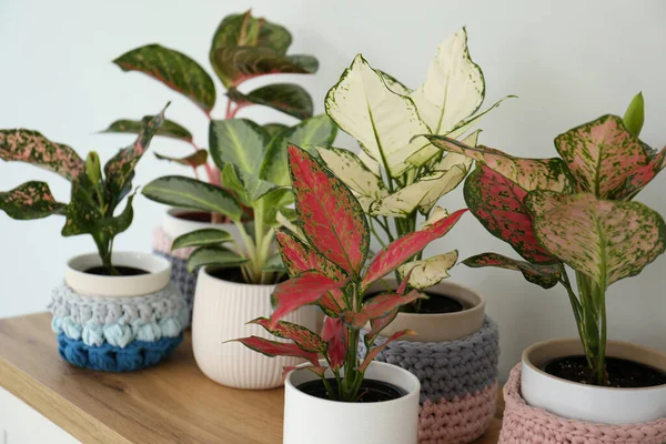 Différentes Plantes Exotiques Sur Table Dans Chambre — Photo