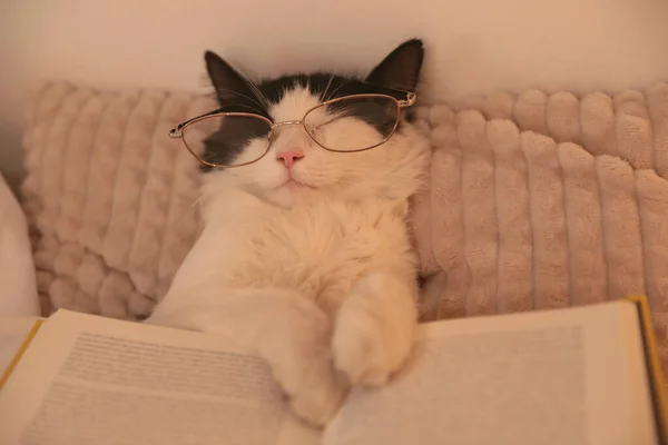 Cute cat with glasses and book sleeping on bed at home, closeup