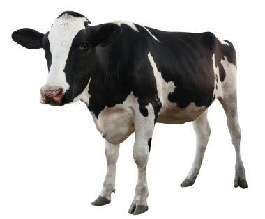 Cute cow on white background. Animal husbandry clipart