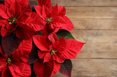 Poinsettia (geleneksel Noel çiçeği) ahşap masa üzerinde, üst manzara. Metin için boşluk