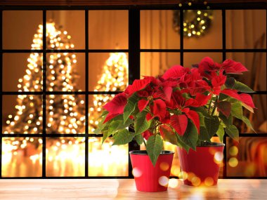 Christmas traditional poinsettia flowers near window, space for text clipart