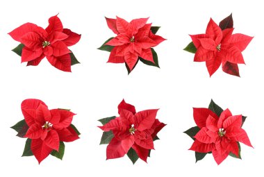 Beyaz arkaplandaki noktalar kümesi. Üst Manzara. Geleneksel Noel çiçeği