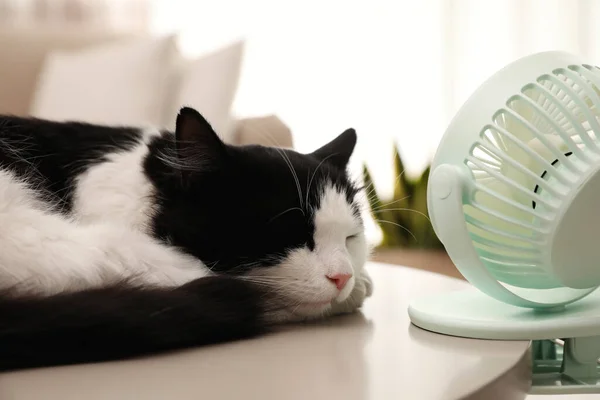 Roztomilý Nadýchaný Kočka Těší Proudění Vzduchu Ventilátoru Stole Uvnitř Letní — Stock fotografie