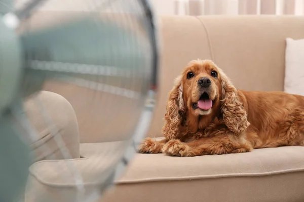 Angielski Cocker Spaniel Cieszący Się Przepływem Powietrza Wentylatora Sofie Pomieszczeniach — Zdjęcie stockowe