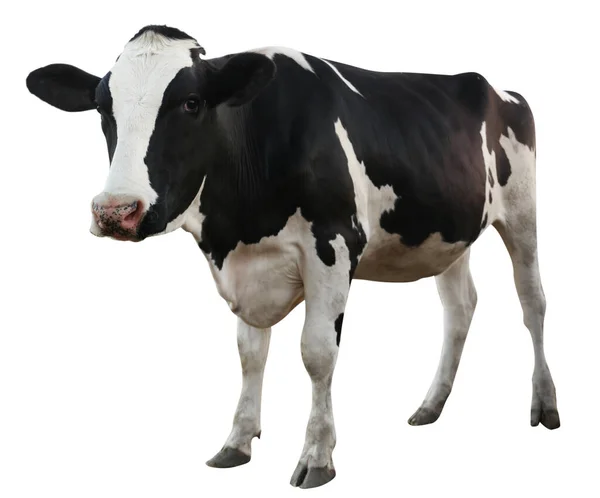 Cute Cow White Background Animal Husbandry — Stock Photo, Image