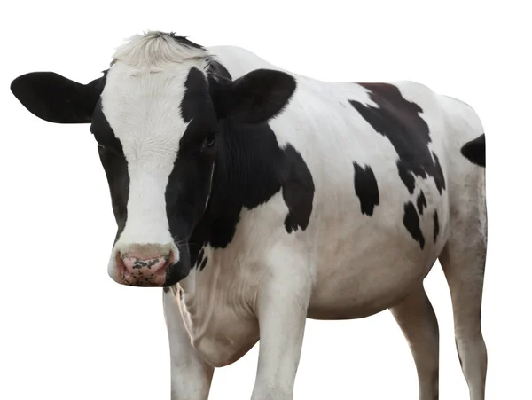 Leuke Koe Witte Achtergrond Veehouderij — Stockfoto