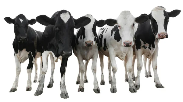 Vacas Lindas Sobre Fondo Blanco Diseño Banner Cría Animales —  Fotos de Stock