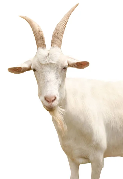 Nette Ziege Auf Weißem Hintergrund Tierhaltung — Stockfoto