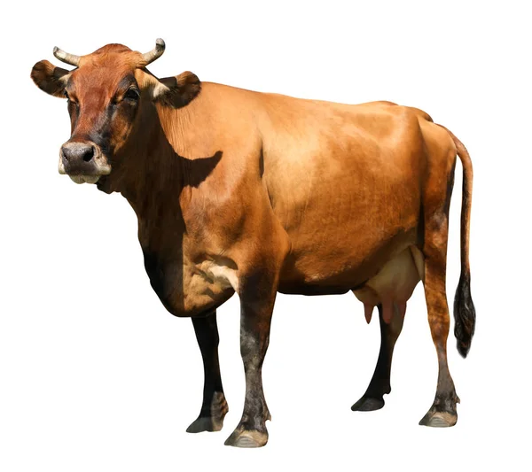 Cute Brown Cow White Background Animal Husbandry — Φωτογραφία Αρχείου