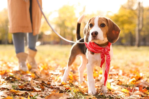 Mulher Andando Seu Cão Bonito Beagle Parque Dia Outono — Fotografia de Stock