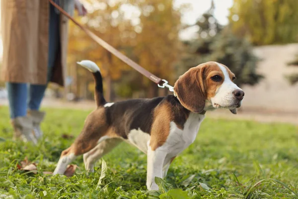 Séta Neki Aranyos Beagle Kutya Parkban Ősszel Nap — Stock Fotó