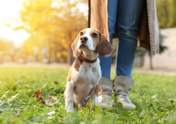 Γυναίκα Πόδια Χαριτωμένο Σκυλί Beagle Της Στο Πάρκο Την Ημέρα — Φωτογραφία Αρχείου