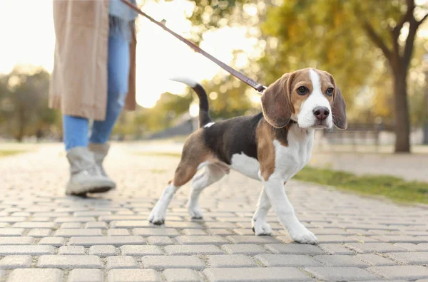 Séta Neki Aranyos Beagle Kutya Parkban Napsütéses Napon — Stock Fotó